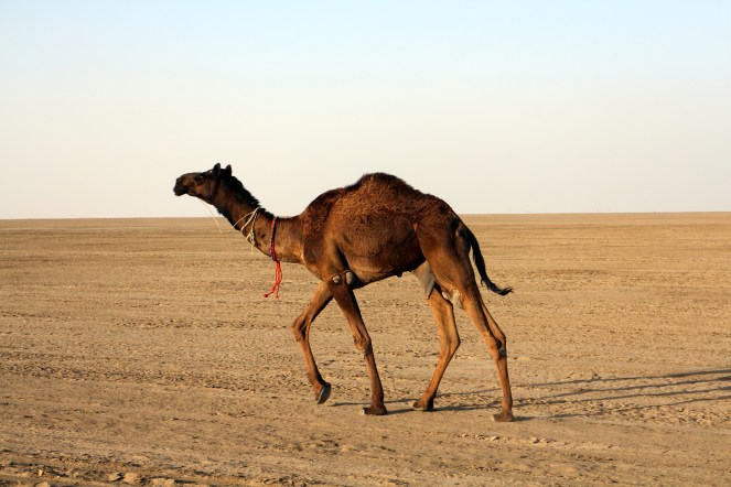 Camel