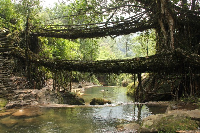 Living_root_bridges,_Nongriat_village,_Meghalaya2.jpg