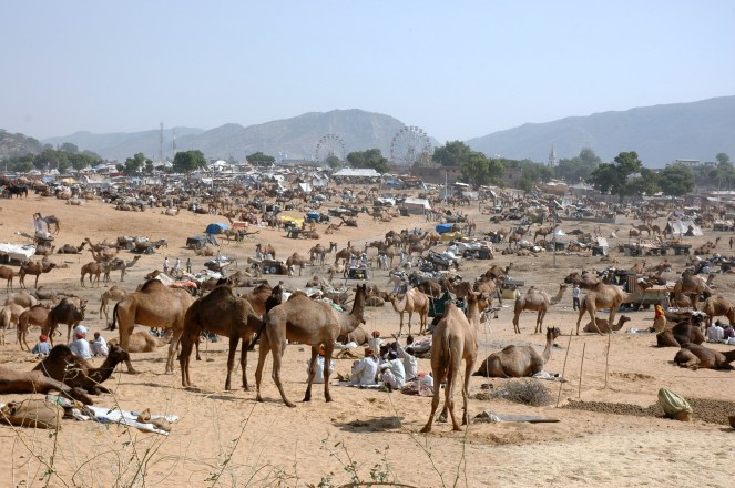 Camel_Fair_Pushkar.jpg