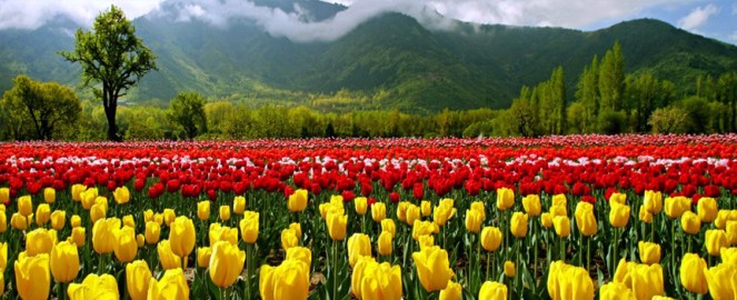 tulip_garden Srinagar